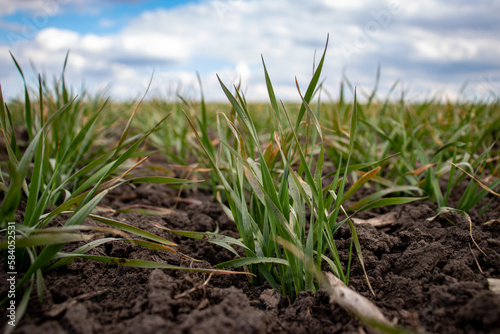 green wheat field in spring