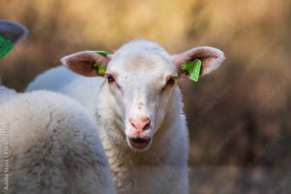 Obraz premium close up of a sheep