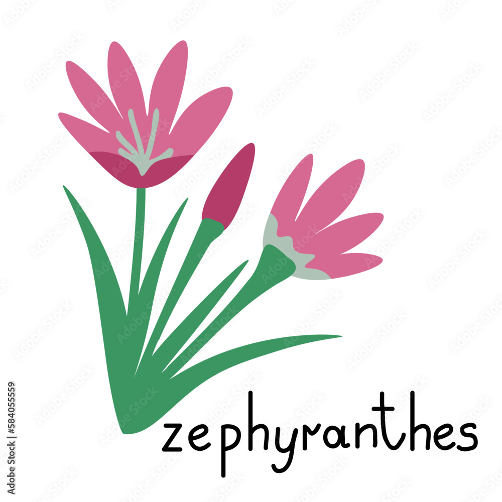 Zephyranthes isolated flower Zephyranthes isolated flower