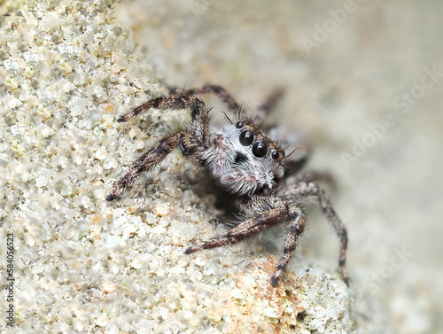 A Close-up Focus Stracked Image of a Female Tan Jumping Spider on a Brick Wall