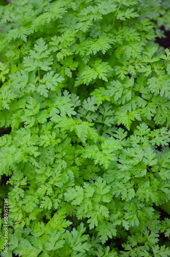 Densely growing bright green openwork chervil is a weed.