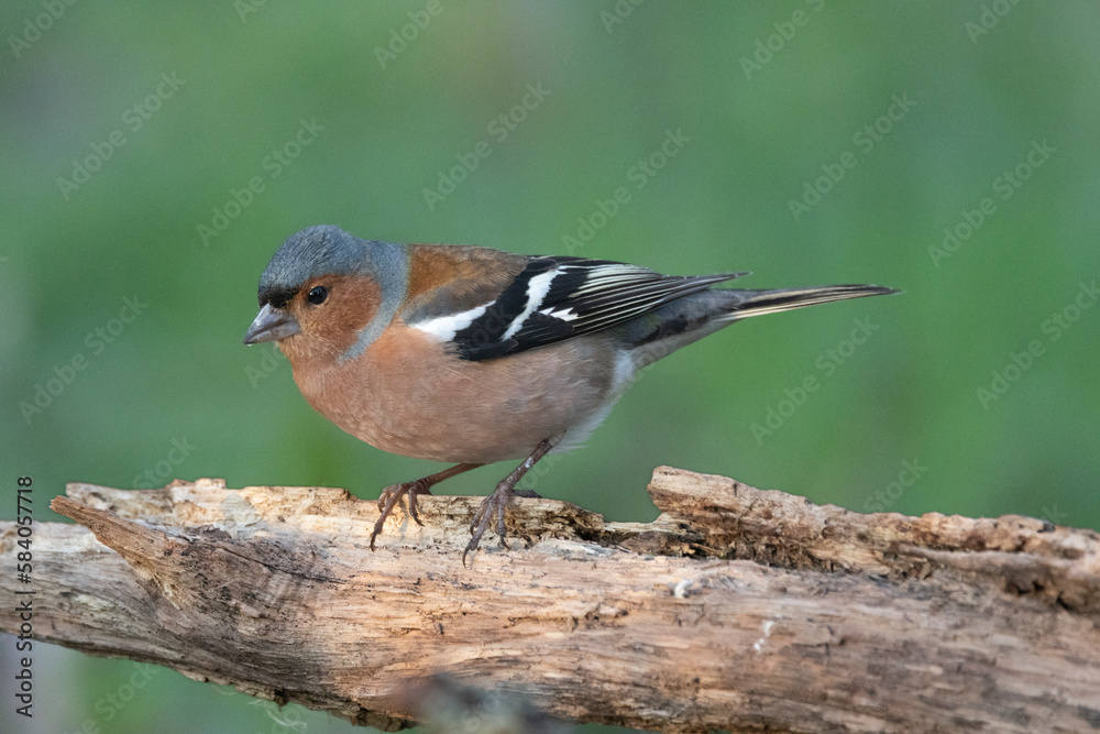 Buchfink (Fringilla coelebs) Buchfink (Fringilla coelebs)