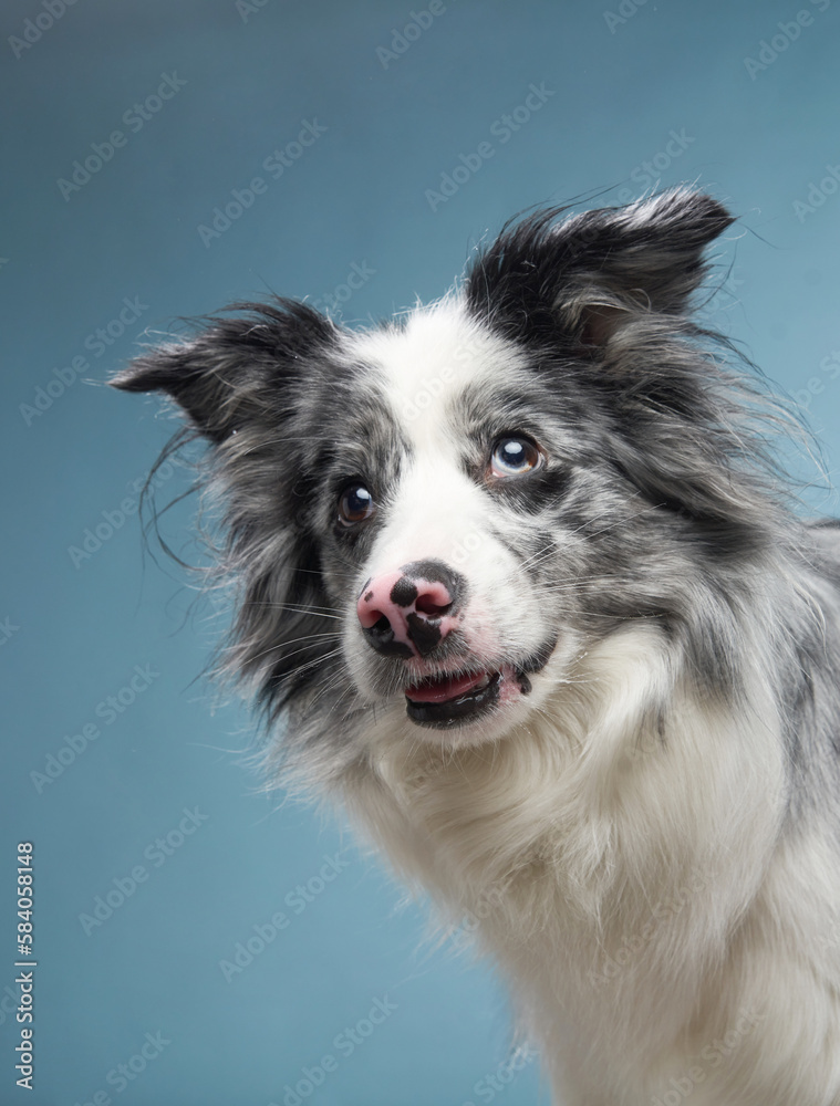 Happy dog on a blue background. Funny looking border collie. Pet in studio Happy dog on a blue background. Funny looking border collie. Pet in studio