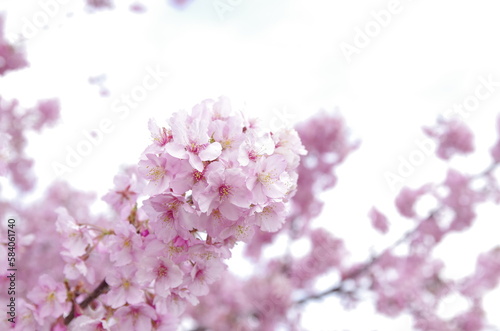 親子で楽しむ春の風物詩、桜花見

