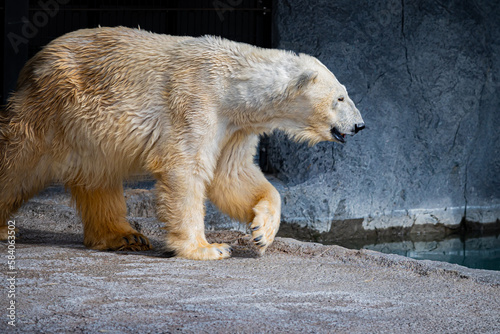 旭山動物園のシロクマ photo
