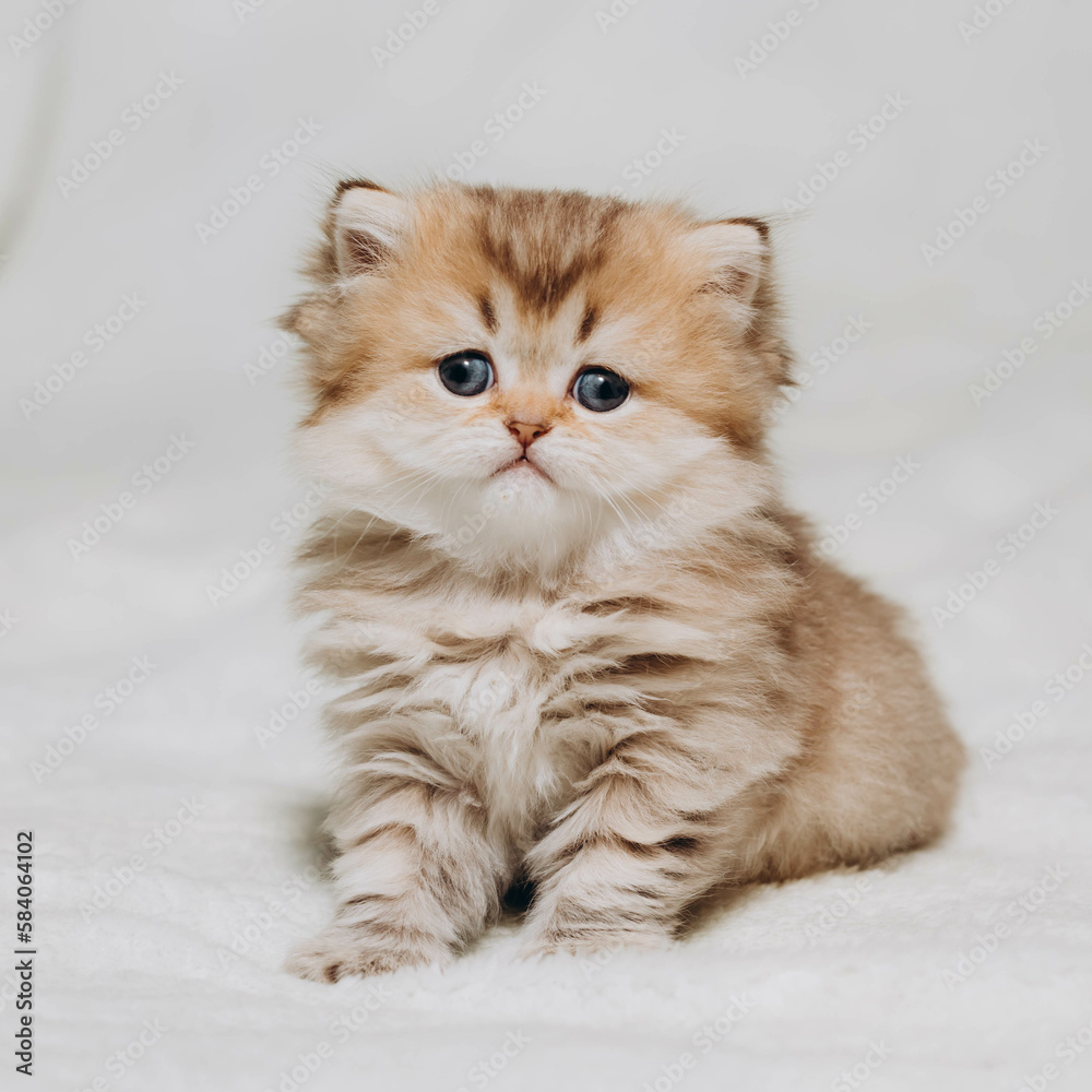 Fototapeta premium british kitten on white background