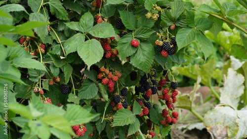 Blackberry. Rubus Eubatus. Blackberry on a green branch. A delicious black berry grows on bushes. Blackberry bush. Berry juice. Juicy berry on a branch. Blackberry harvest. Selective focus photo