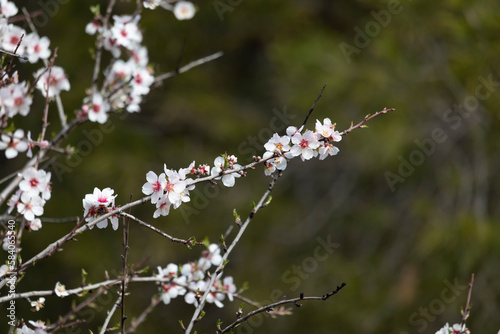 almond branch with white flower