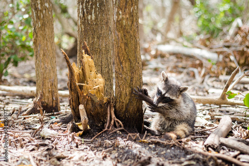 Racoons in El Corchito Ecological Reserve Mexico