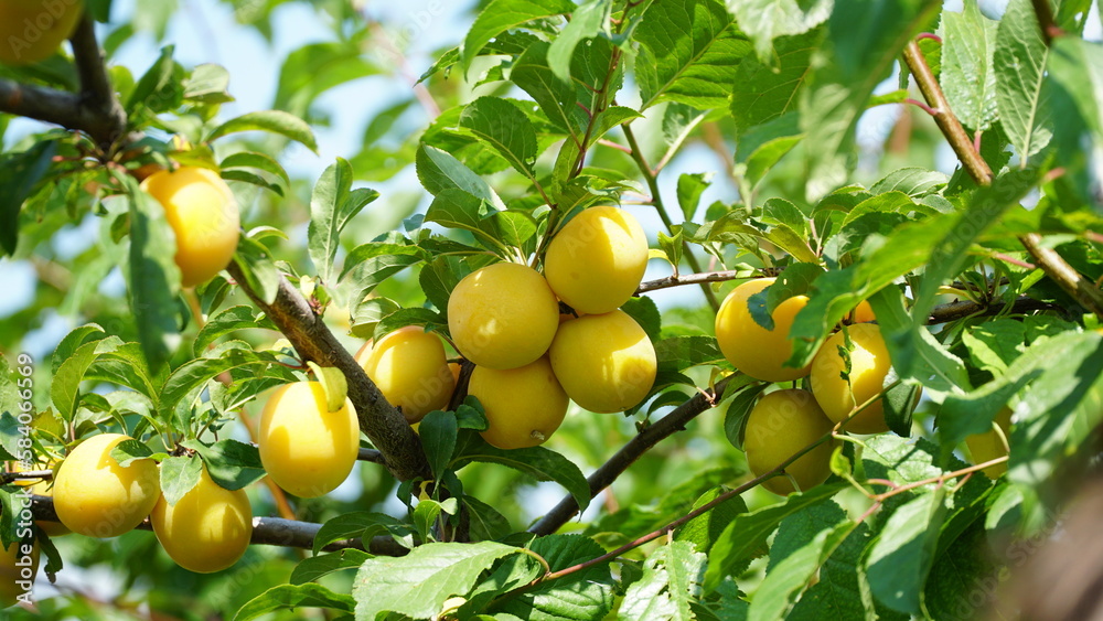 Yellow plum. Prunus cerasifera. Plum fruits are ripening on the branches of the tree. Old fruit trees. Organic crops