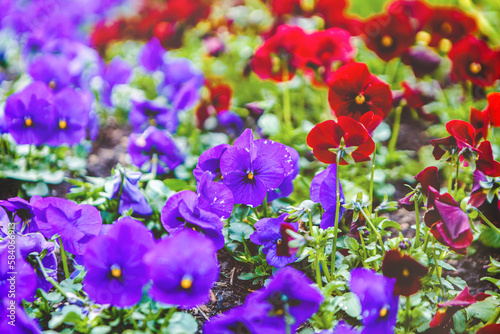 Colorful pansies flowers growing in a flowerbed in a city in spring outdoors  violacea