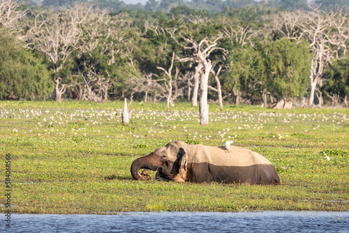 Fotografija A wild asian elephant bathes and scrummages for food in a reservoir