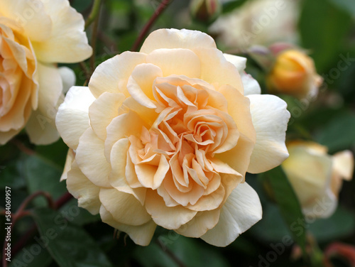 A single apricot rose bloom of Rosa 'Buff Beauty'. photo