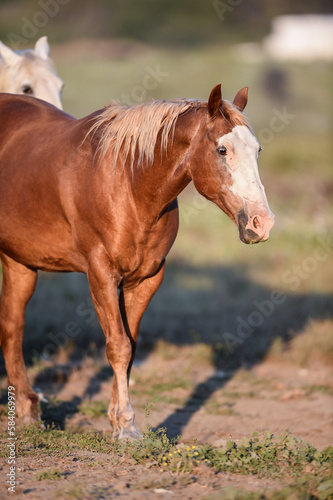 horse in the beautiful green pastures in the stables