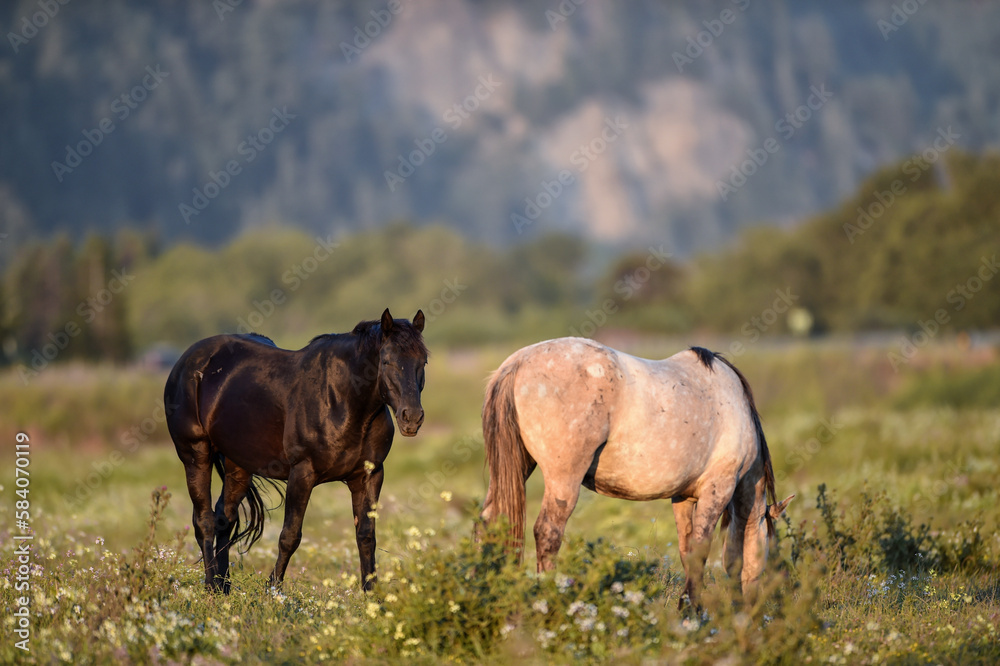 beauty of the horses in the green pastures while they eat from the grass in the stables beauty of the horses in the green pastures while they eat from the grass in the stables