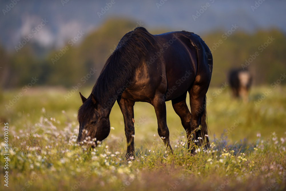 beauty of the horses in the green pastures while they eat from the grass in the stables beauty of the horses in the green pastures while they eat from the grass in the stables