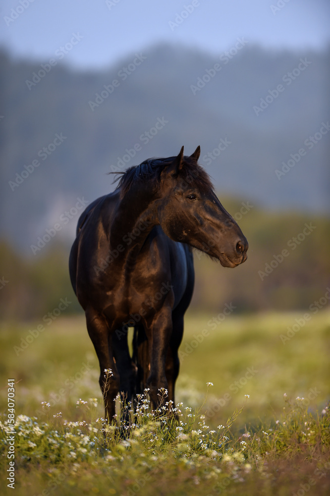 Fototapeta premium horse in the beautiful green pastures in the stables