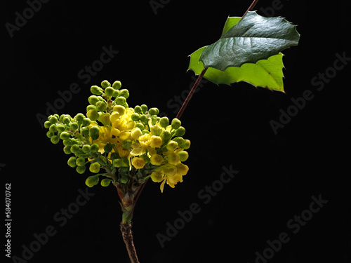 Mahonia / Gewöhnliche Mahonie - gelbe Blüten  Foto-Kunstdrucke mit Pflanzen , für Banner, Druck, Poster,   Gruß- und Einladungskarte.