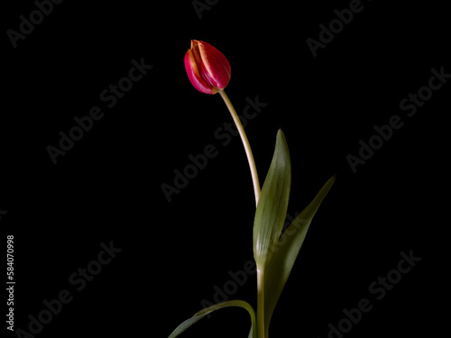 Tulipa / Tulpe- rote Blüten Foto-Kunstdrucke mit Pflanzen , für Banner, Druck, Poster, Gruß- und Einladungskarte.