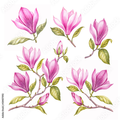 Fototapeta Naklejka Na Ścianę i Meble -  Rose watercolor magnolia. Set of differents pink flower on white background. Elegant spring floral illustration