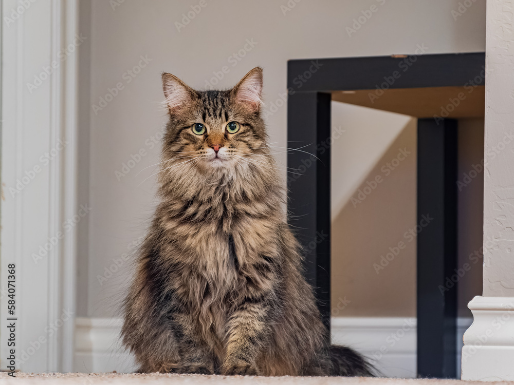 Close up shot of cute Maine Coon mix