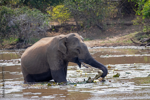 A wild asian elephant eating lotus plants in a lake.
