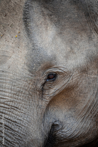Close-up portrait of a female elephant in the wild.