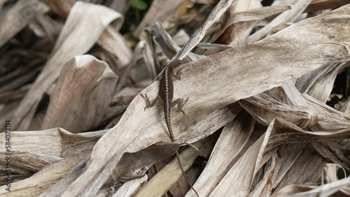Lizard On Leaves