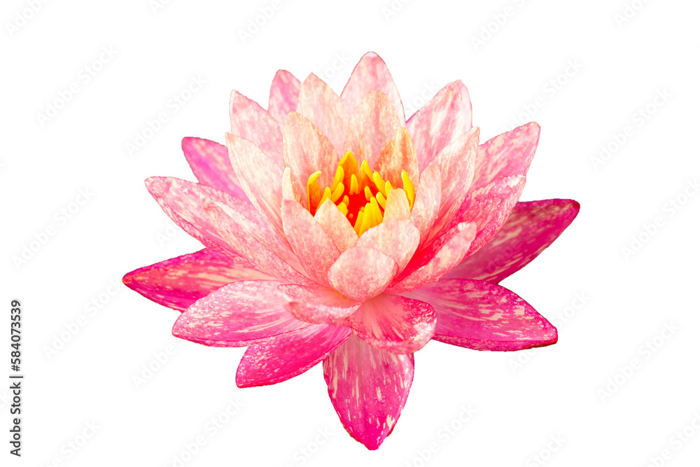 Beautiful pink water lily. Lotus flower on white background.