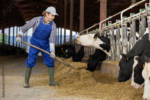 Adult man farmer feeding herd of cows with hay at dairy farm © JackF