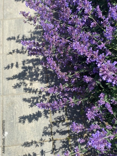 lavender flowers in a garden