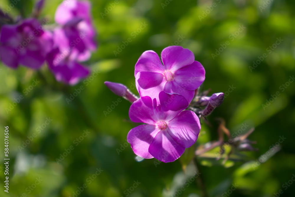 Pink phlox on a background of green foliage Pink phlox on a background of green foliage
