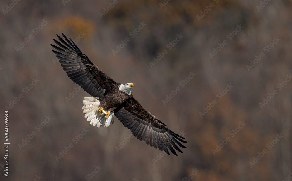 Obraz premium A bald eagle fishing 