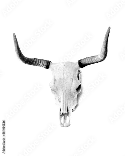 Cow Skull on White
