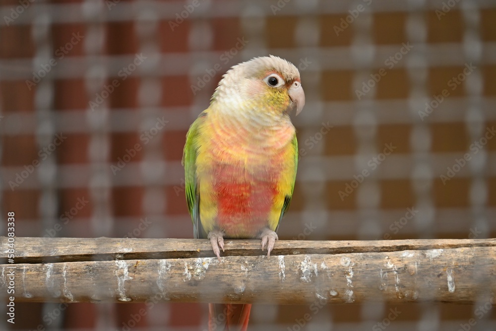 Obraz premium Green-cheeked parakeet ( Pyrrhura molinae ). A Psittacidae bird that inhabits the rainforests of South America. It has green cheeks and scales on its belly.