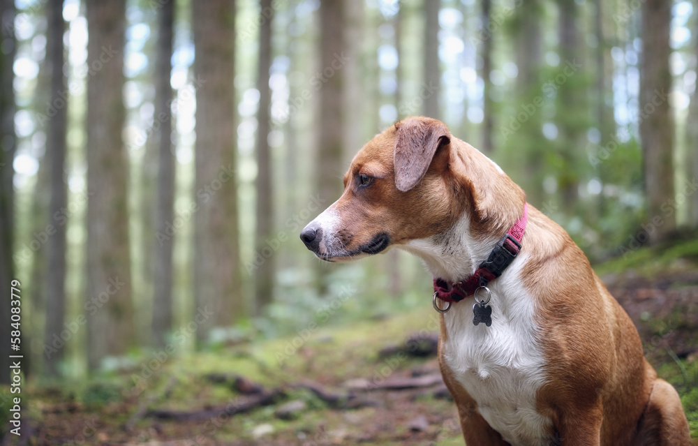 Happy dog sitting in front of defocused forest with tall trees. Side view of brown puppy dog looking at something intense and focused. 1 year old female Harrier mix dog, medium. Selective focus.