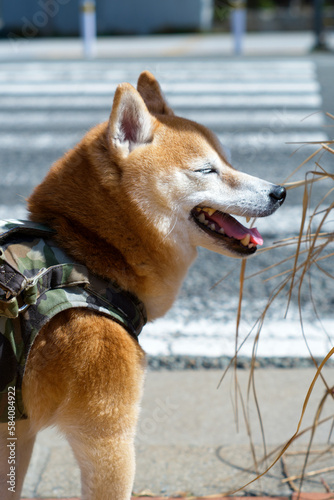 散歩中の柴犬