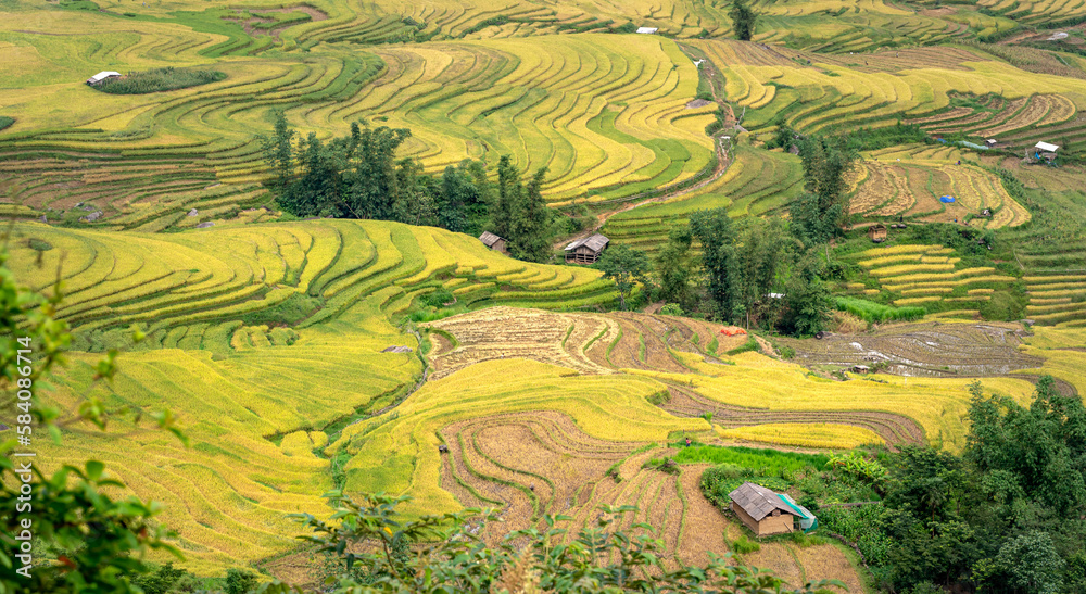 Admire the beautiful terraced fields in Y Ty commune, Bat Xat district, Lao Cai province northwest Vietnam on the day of ripe rice harvest.