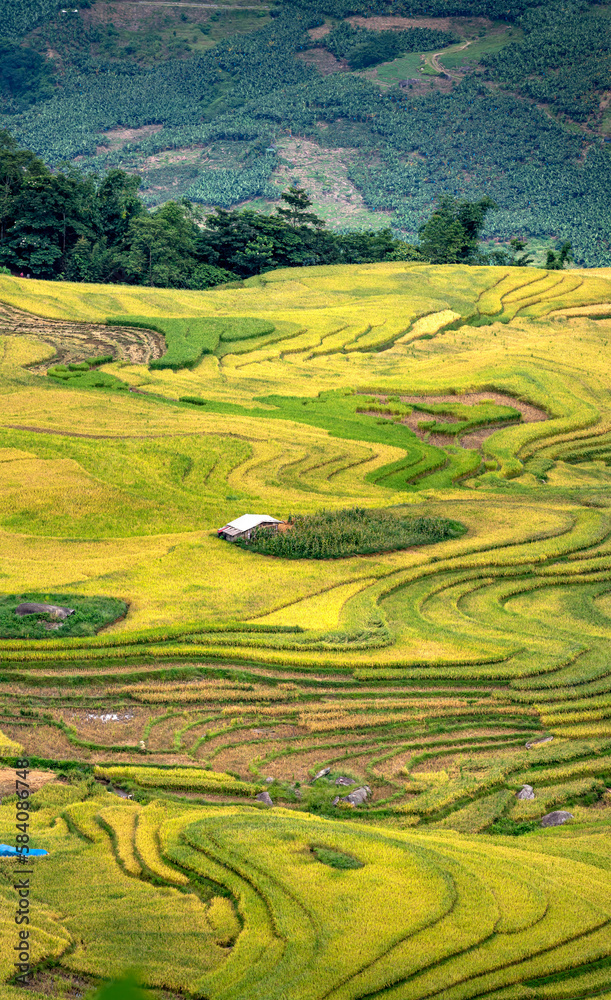 Admire the beautiful terraced fields in Y Ty commune, Bat Xat district, Lao Cai province northwest Vietnam on the day of ripe rice harvest. Admire the beautiful terraced fields in Y Ty commune, Bat Xat district, Lao Cai province northwest Vietnam on the day of ripe rice harvest.