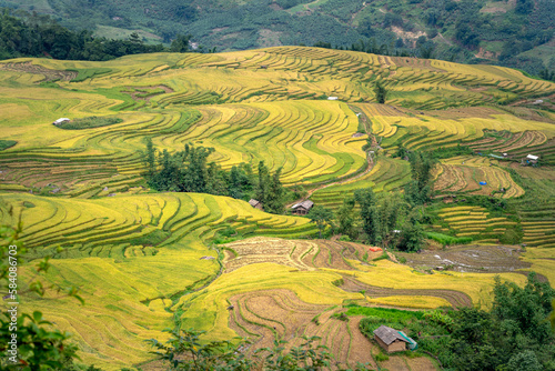 Admire the beautiful terraced fields in Y Ty commune  Bat Xat district  Lao Cai province northwest Vietnam on the day of ripe rice harvest.