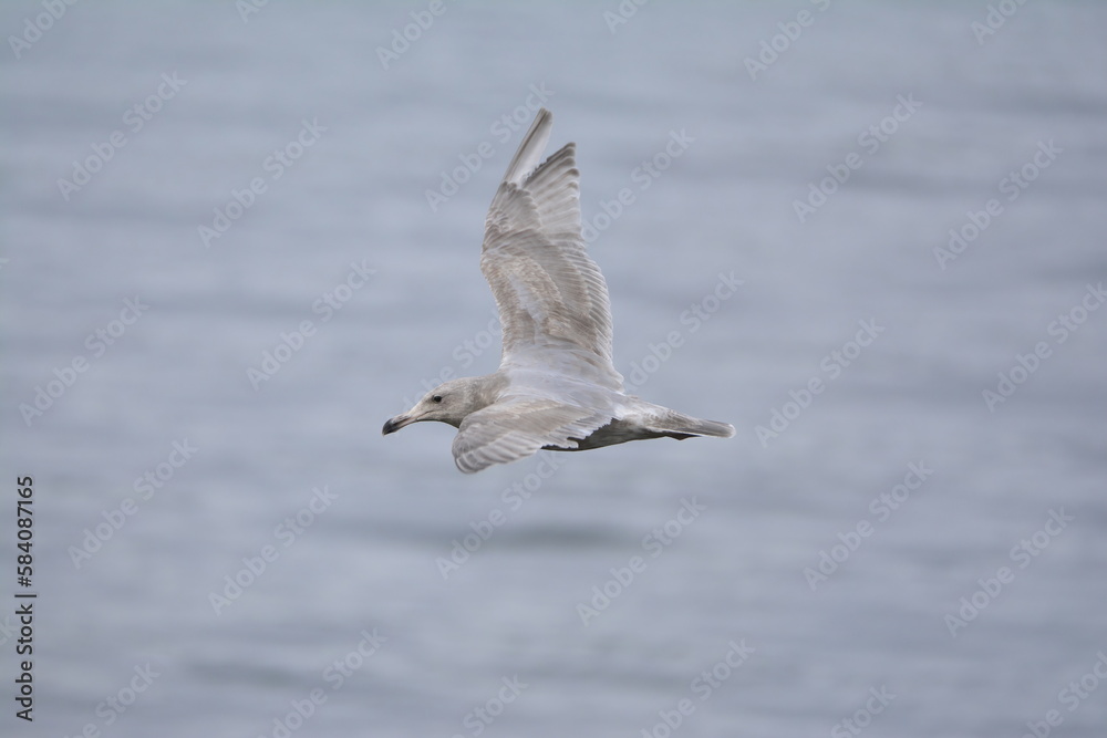 Seagull in flight Seagull in flight