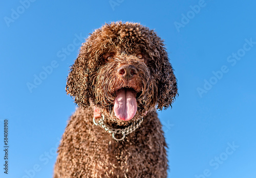 Portrait of one brown portuguese water dog sticking out the tongue outdoors on the beach under a blue sky in the background