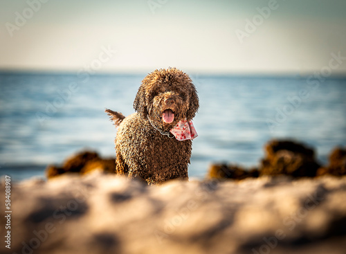 One brown portuguese water dog walking towards the camera on the beach by the sea during golden hour sticking out the tongue
