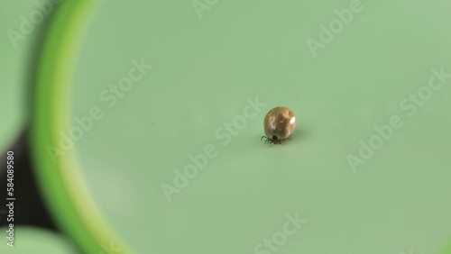 Mite macro under a magnifying glass on a green background. Bloodfilled swollen tick. Bloodsucking dangerous insect. 4k footage photo