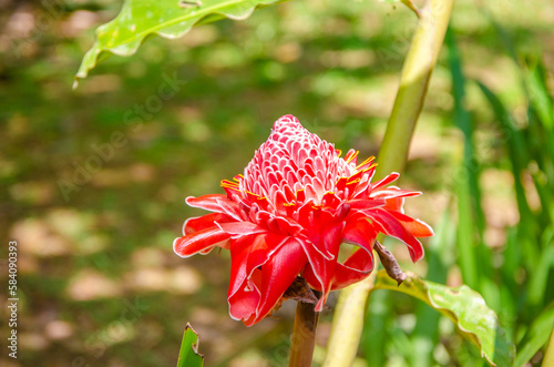 Close-up shot of the red blooming fresh of Dahlia flowers or Etlingera elatior in scientific name. Bastao do Imperador. photo