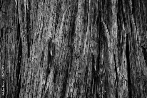 black and white old damaged weathered bark on tree