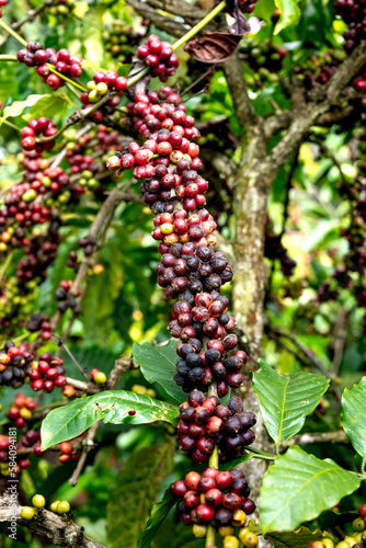 Clusters of ripe coffee berries on a tree branch