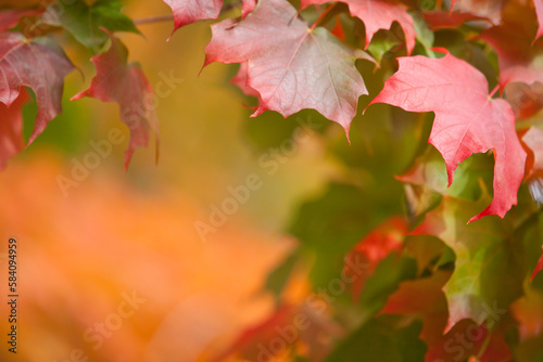 Red Autumn leaves with copy space