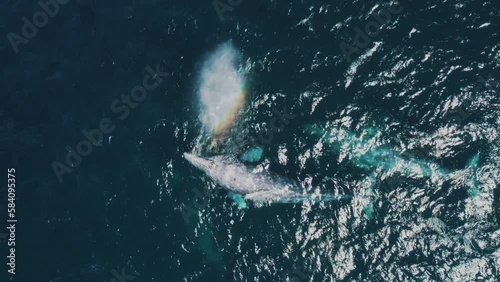 Gray Whale Family socialize, sex and rub against each other insummer water nature breathing migration. Top down aerial view Gray Whale blows fountain water up and create rainbow. Beautiful endangered photo