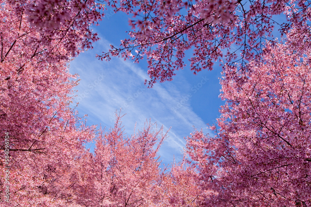 Cherry blossom trees in Flushing Meadows Corona Park at New York City Cherry blossom trees in Flushing Meadows Corona Park at New York City